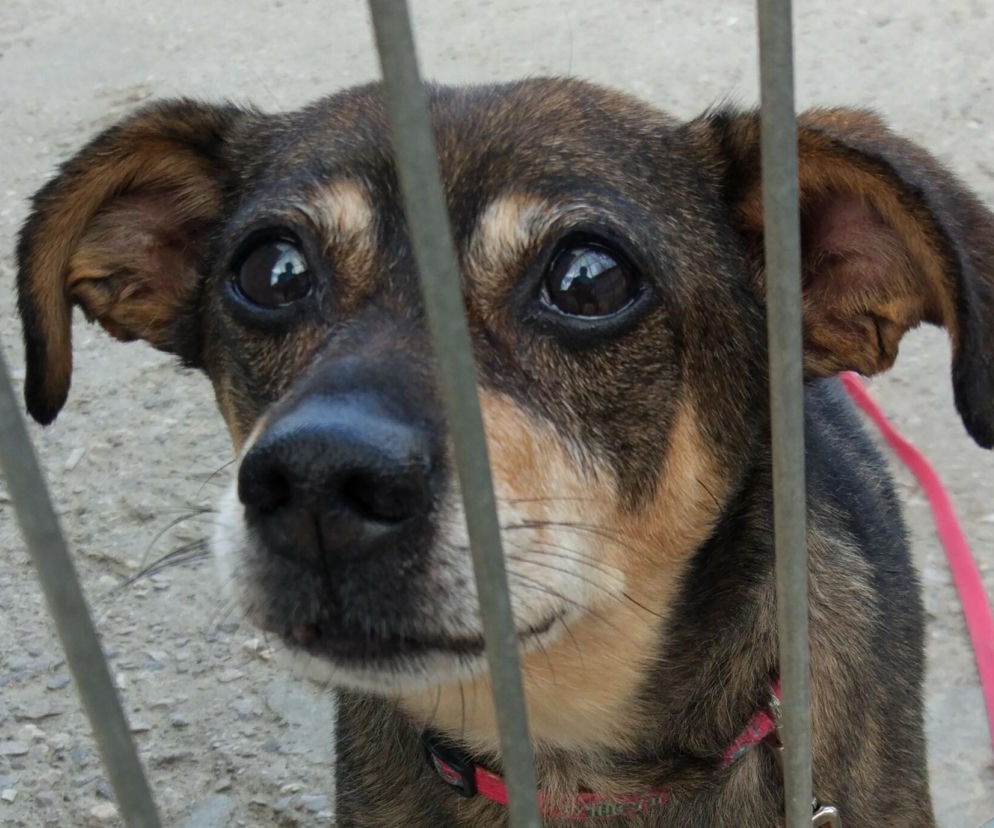 Niezapowiedziana kontrola w łódzkim schronisku dla zwierząt. Co sprawdzali?