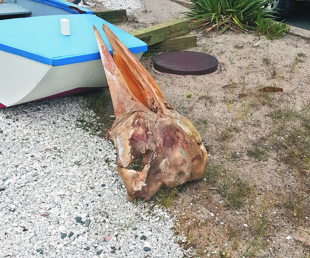 Tego giganta wyrzucił ocean