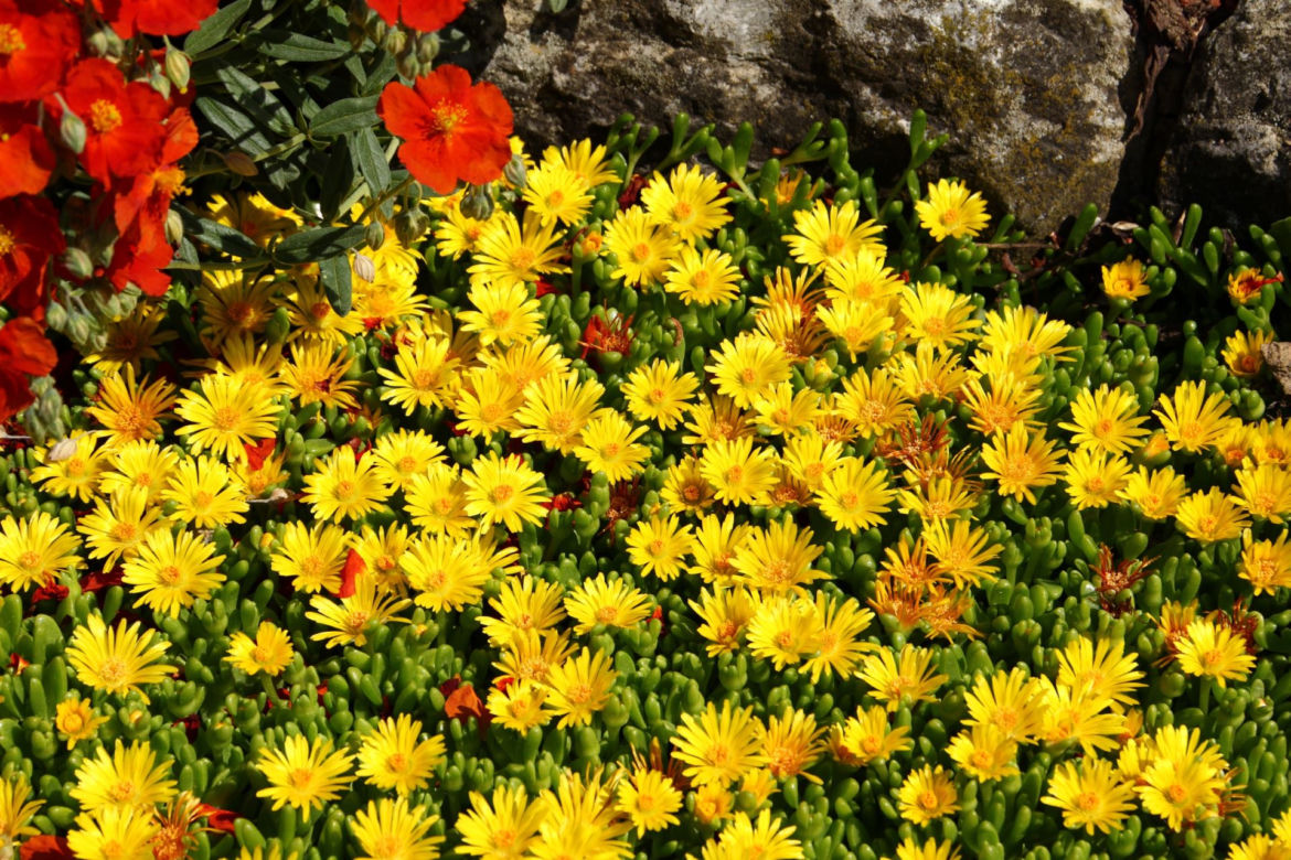 Delosperma