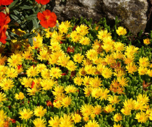 Delosperma