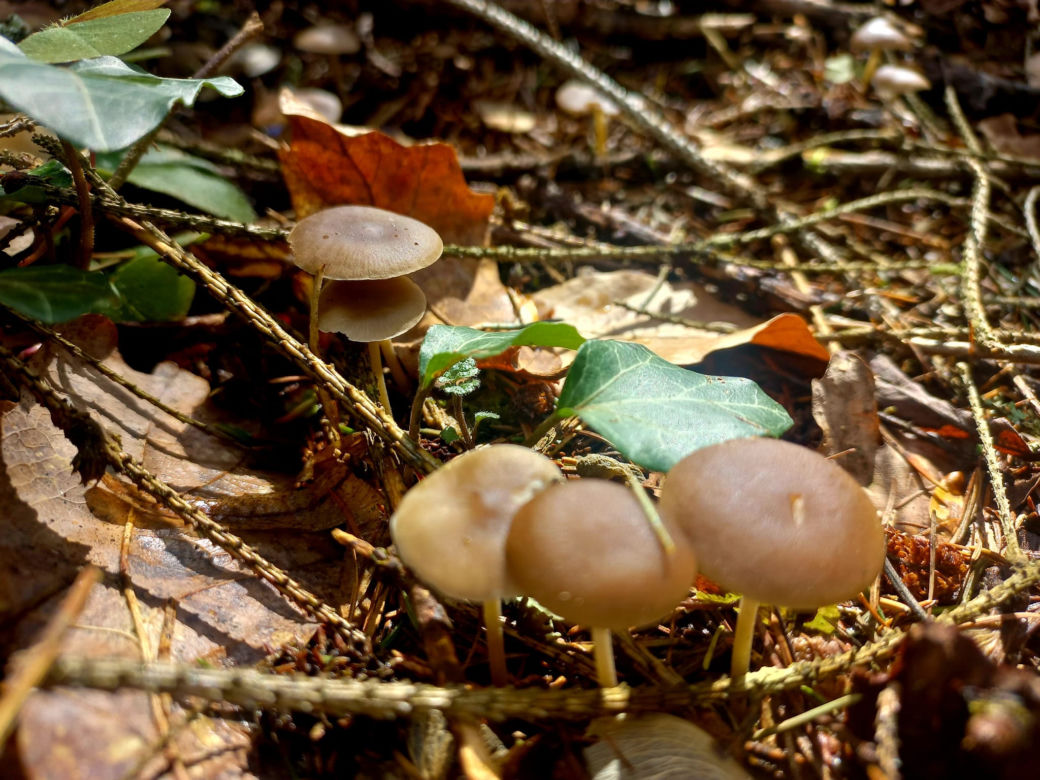 Wiosna w lasach podprzemyskich