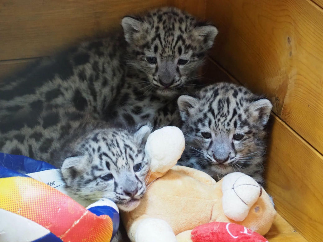 Ale słodziaki! W warszawskim ZOO urodziły się trzy irbisy śnieżne. Są już imiona