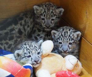 Ale słodziaki! W warszawskim ZOO urodziły się trzy irbisy śnieżne. Są już imiona