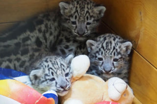 Ale słodziaki! W warszawskim ZOO urodziły się trzy irbisy śnieżne. Są już imiona