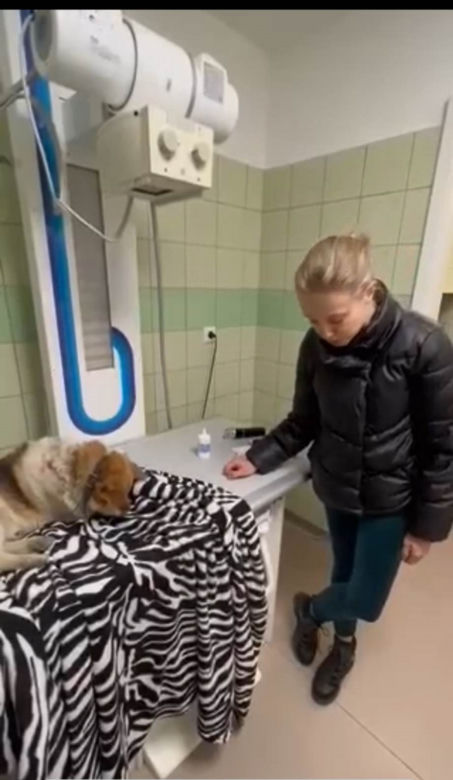 Policjanci znaleźli potrąconego psa Lesia