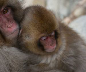 Makaki japońskie pojawią się w krakowski zoo