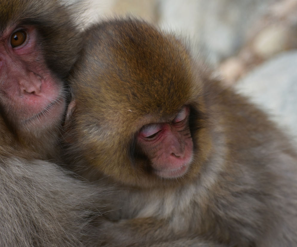 Makaki japońskie pojawią się w krakowski zoo