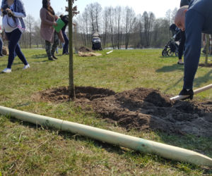 Drzewa Młodej Bydgoszczy
