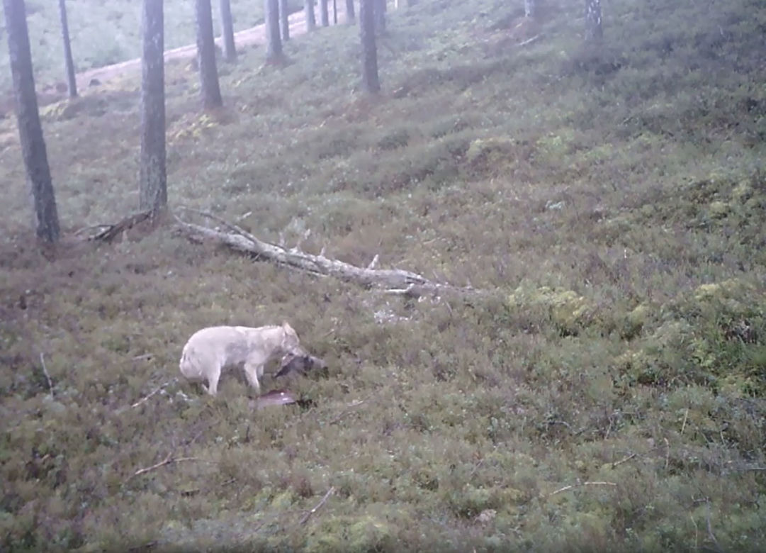 Biały wilk i jego ofiara uchwycone przez kamerę. Fascynujące nagranie z Pomorskiego [ZDJĘCIA]