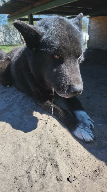 Tak wygląda starcie psa ze żmiją. Gady są śmiertelnie niebezpieczne dla czworonogów