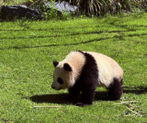 Pandy ZOO Berlin
