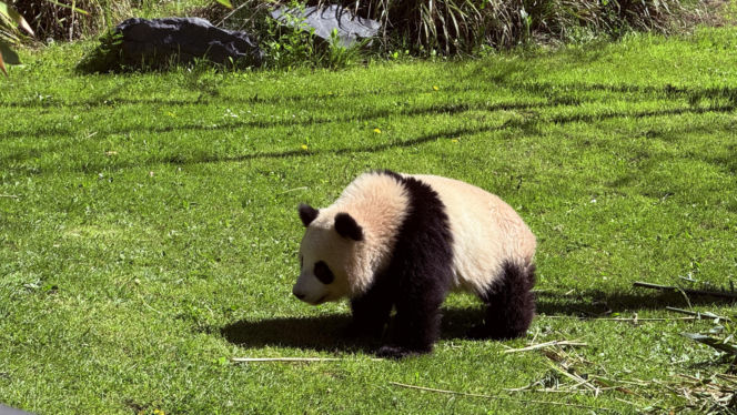 Pandy ZOO Berlin