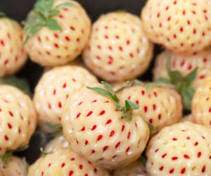 Pineberry