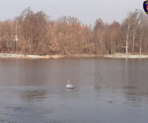 Kielce: Na ratunek łabędziowi! PRZYMARZŁ do tafli lodu i nie mógł się ruszyć!
