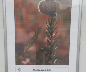 Wystawa zdjęć motyli i ciem w iławskiej Galerii Jazzowej