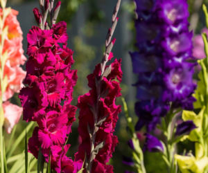 Kiedy i jak sadzić mieczyki? O tym musisz pamiętać, aby cieszyć się pięknymi kwiatami