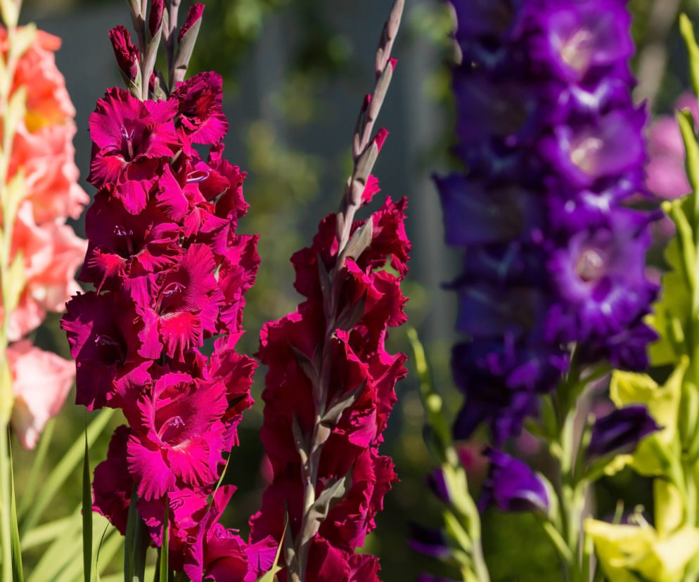 Kiedy i jak sadzić mieczyki? O tym musisz pamiętać, aby cieszyć się pięknymi kwiatami