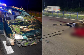 Mitsubishi rozbite, łoś zabity. Potworny wypadek w Wawrze, dwoje dzieci w szpitalu [ZDJĘCIA]