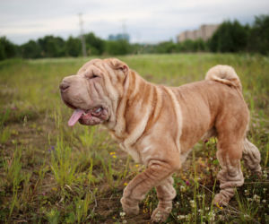 Shar pei