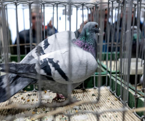 Katowice stolicą gołębiarstwa. Za nami 17. edycja EXPOGołębie. To największa tego typu impreza w Europie