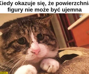 Memy na Światowy Dzień Kota 2020. One po prostu takie są! 
