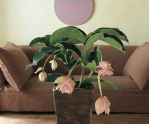 medinilla
