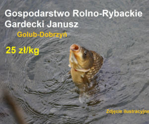 Ile kosztuje kilogram żywego karpia z wody od lokalnych hodowców?