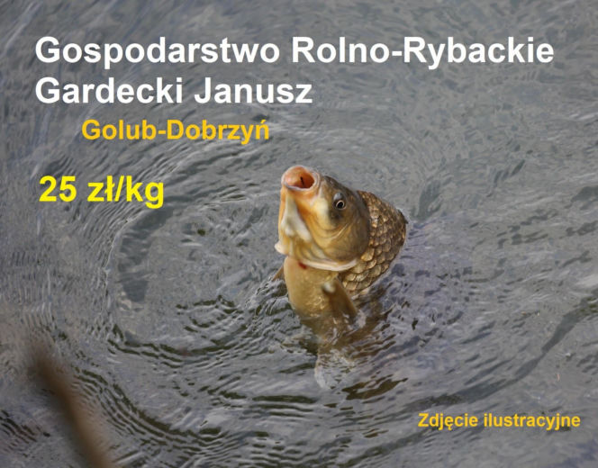 Ile kosztuje kilogram żywego karpia z wody od lokalnych hodowców?