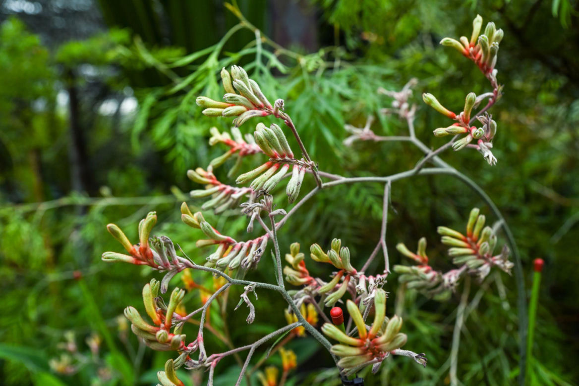 Anigozanthos
