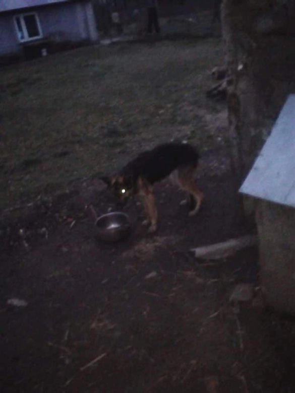 Płock. "Waży 12,5 kg, a powinna 25". Właściciel tylko czekał na jej śmierć! [ZDJĘCIA]