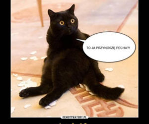 Memy na PIĄTEK trzynastego! Zobacz najśmieszniejsze obrazki w internecie! [GALERIA] 