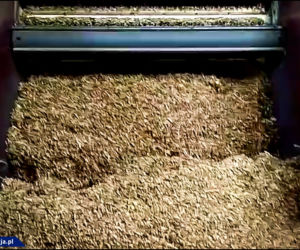 Nielegalna fabryka papierosów na Dolnym Śląsku