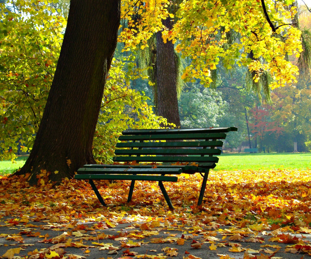 Kraków: Planty będą bardziej dzikie