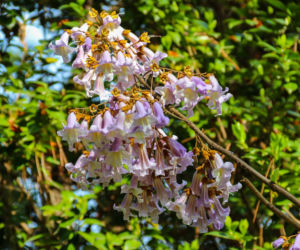 Paulownia