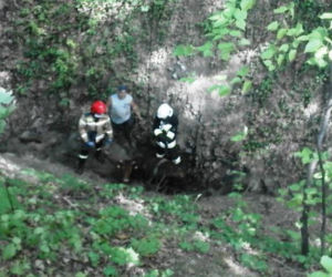 Ucieczka krowy zakończyła się nieszczęśliwym wypadkiem