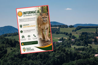 Alarm pod Wałbrzychem. Puma widziana w okolicy Zagórza Śląskiego?