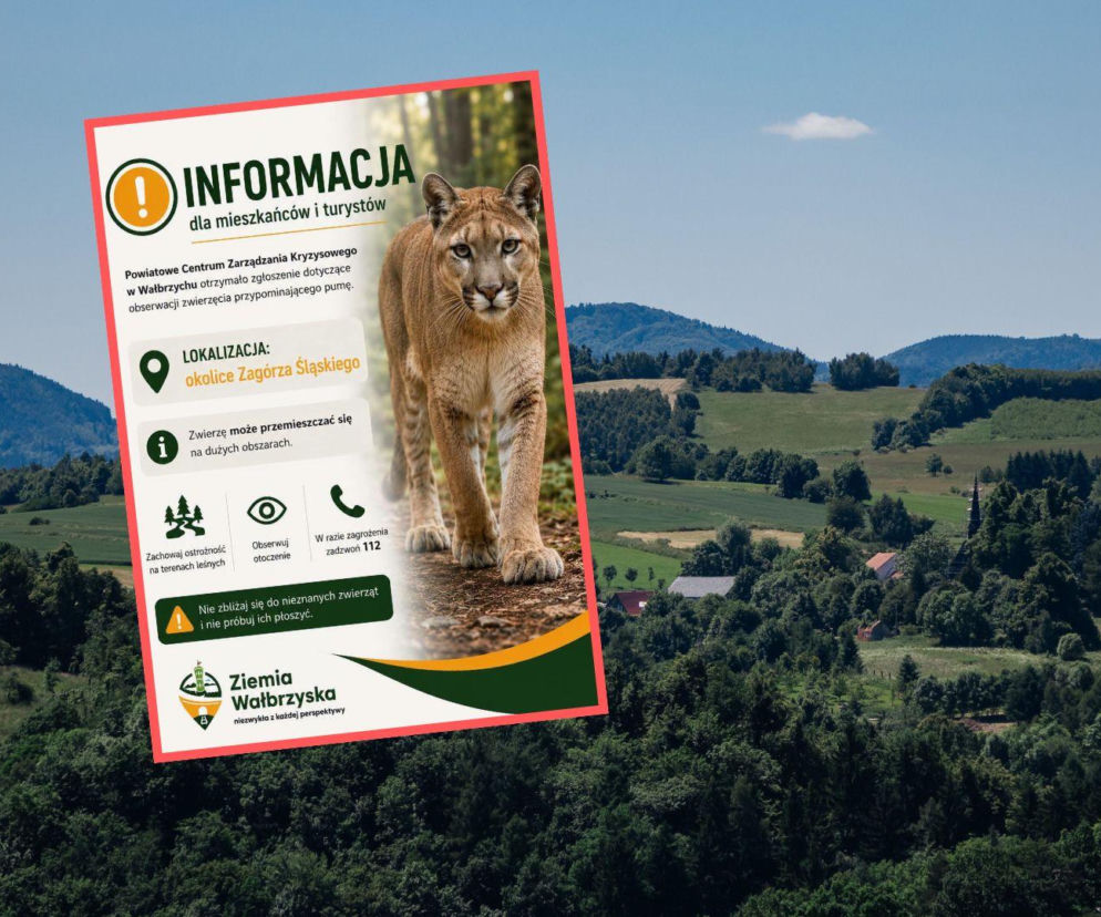Alarm pod Wałbrzychem. Puma widziana w okolicy Zagórza Śląskiego?