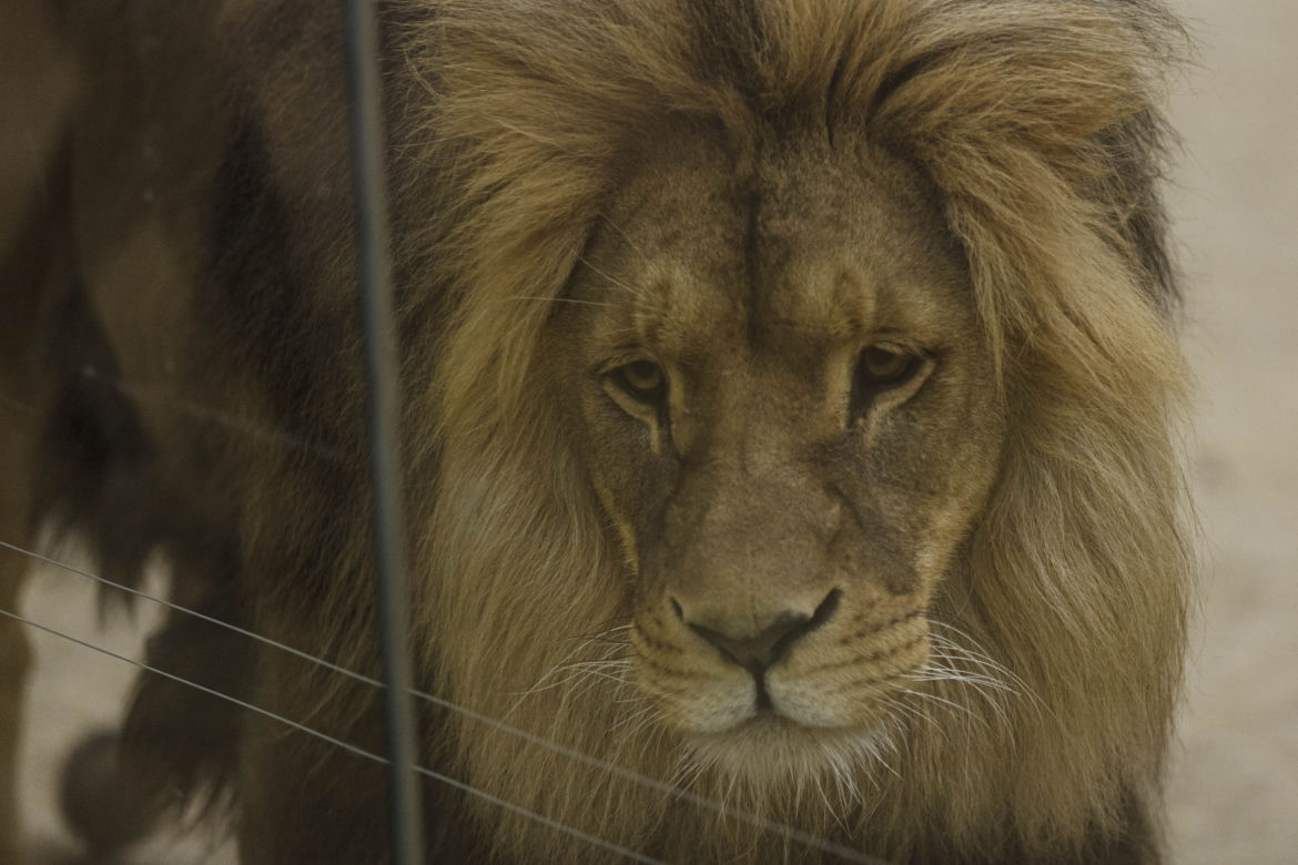 Zoo Opole. Lwy na wybiegu po 24 latach! Wielkie koty wróciły [ZDJĘCIA]