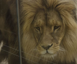 Zoo Opole. Lwy na wybiegu po 24 latach! Wielkie koty wróciły [ZDJĘCIA]