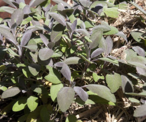 Szałwia lekarska ‘Purpurascens’