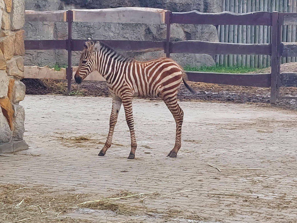 Mała zebra w zamojskim ZOO