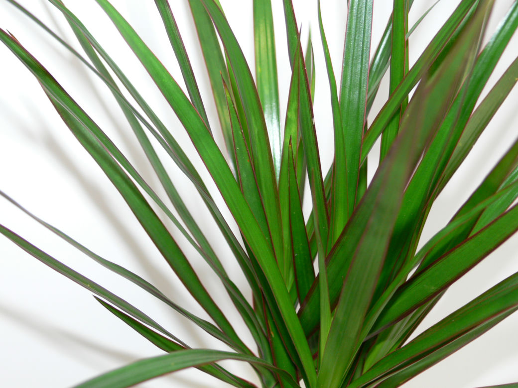 Dracena obrzeżona