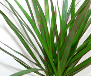 Dracena obrzeżona