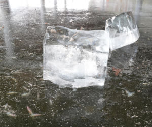 Rybi dramat w Białymstoku. Tysiące martwych ryb pod lodem