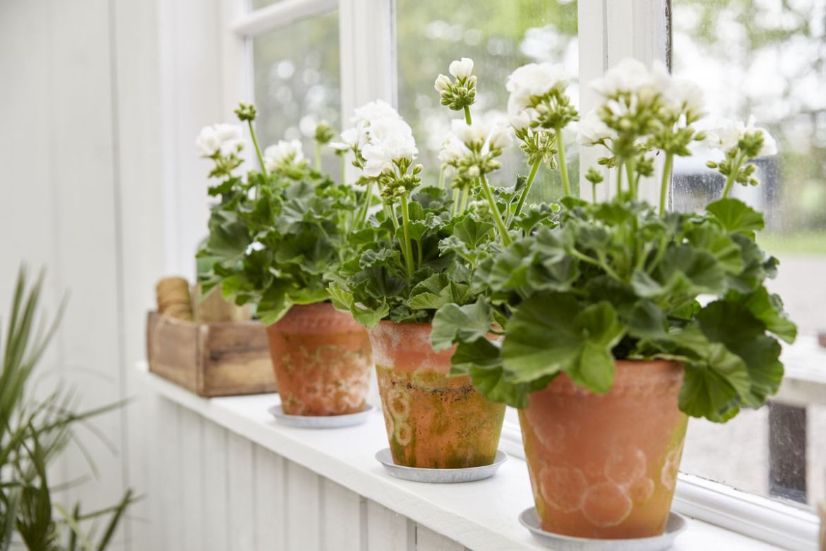 Pelargonie na parapecie