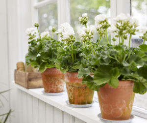 Pelargonie na parapecie