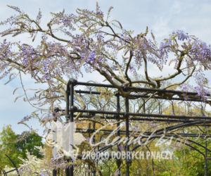 Glicynia (fot. Clematis)