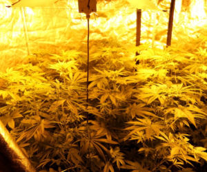 Kolejna plantacja marihuany zlikwidowana przez policjantów