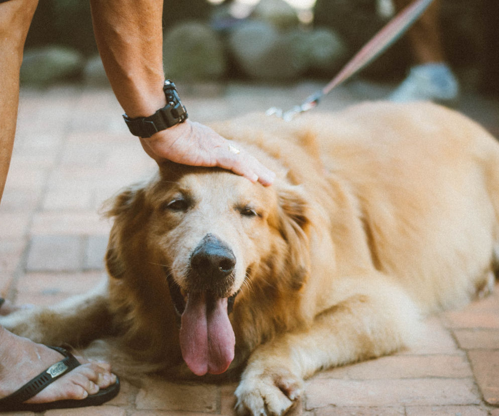 W sobotę na Placu Litewskim będzie można zaadoptować zwierzaka