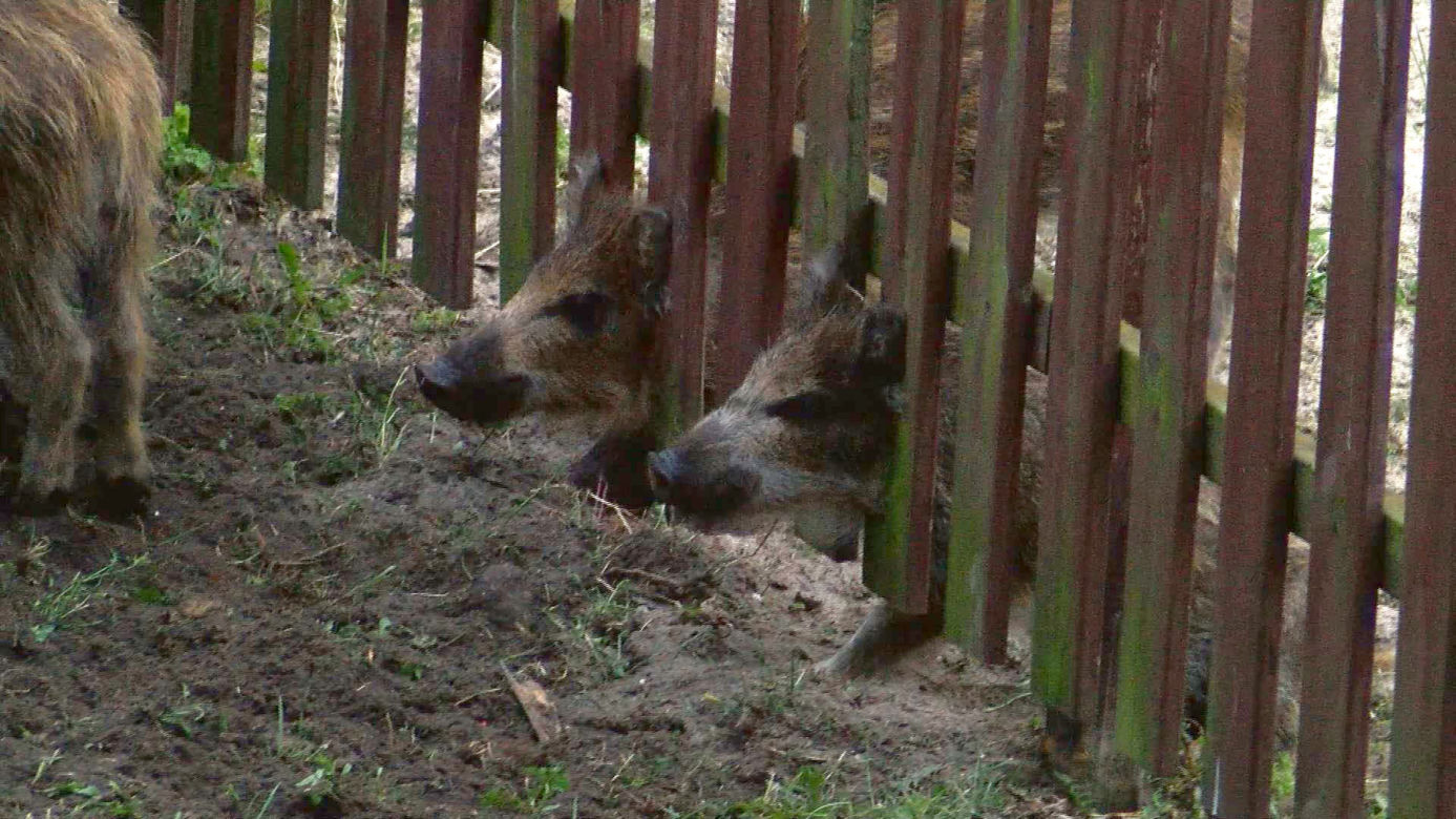 DZIKI ODWIEDZIŁY PLAC ZABAW - INTERWENIOWAŁA STRAŻ POŻARNA.